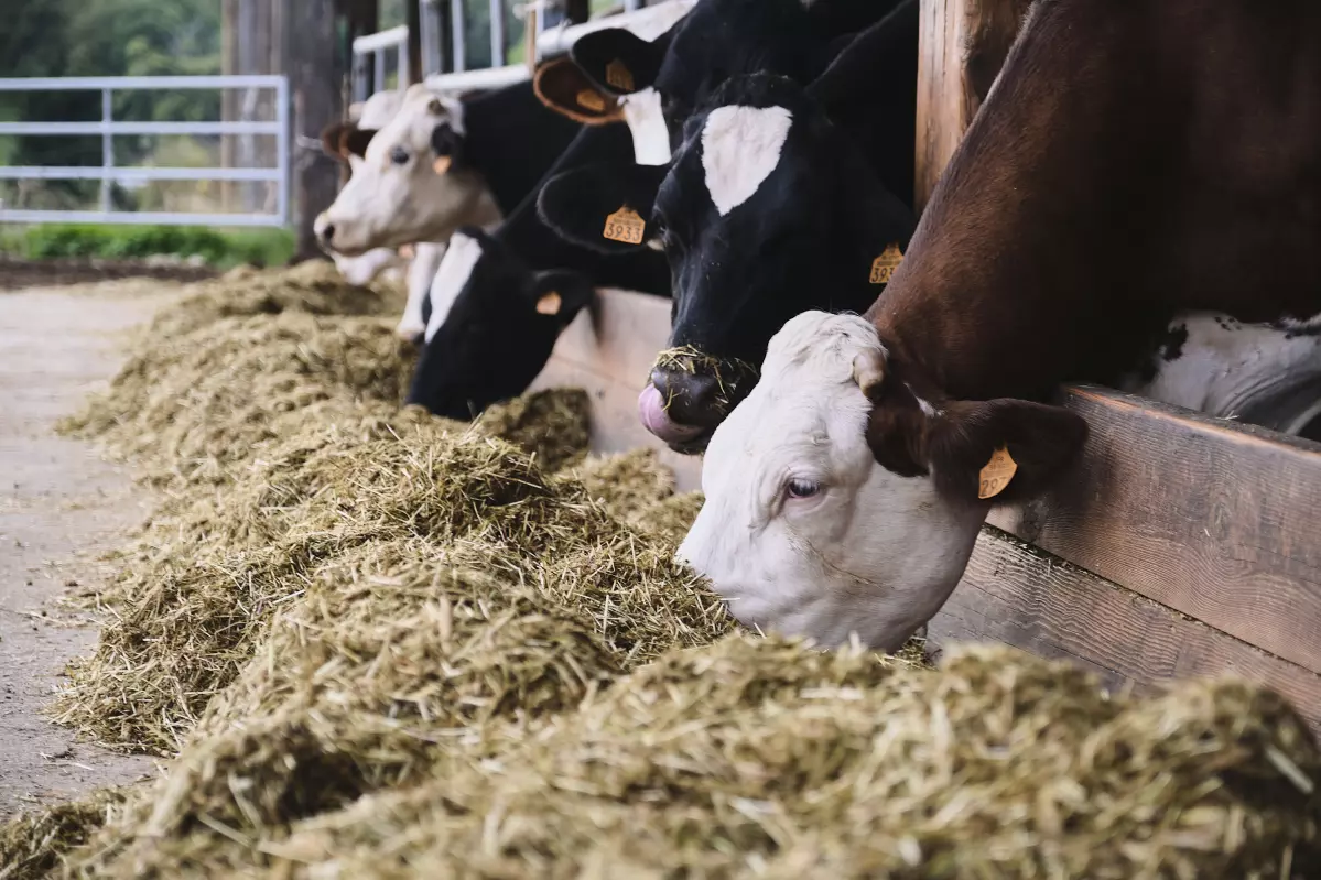 Alimentation vaches laitières