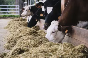 Alimentation vaches laitières