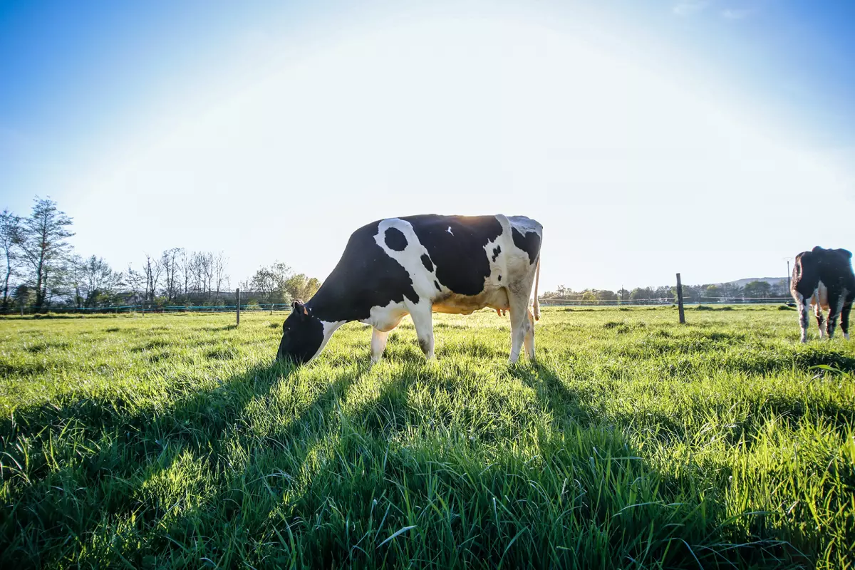 Vaches